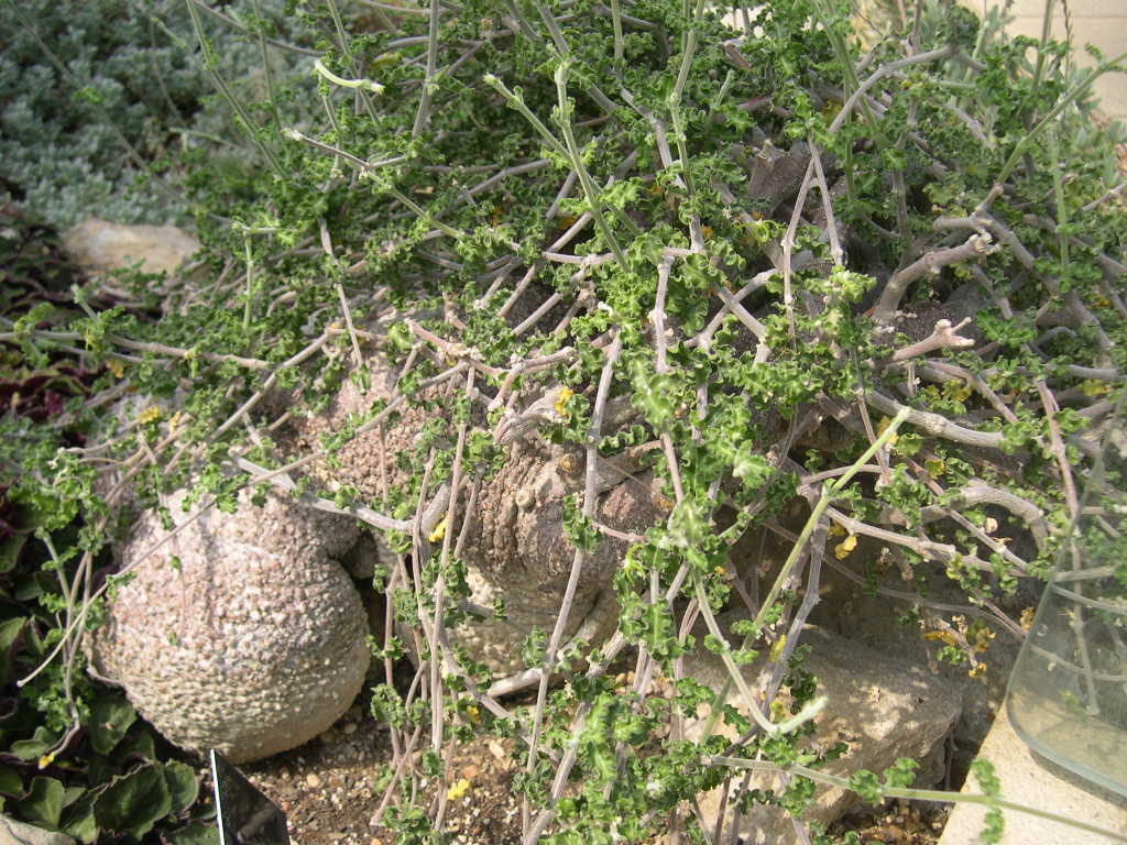 fockea capensis.JPG